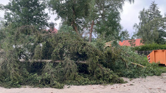 umgestürzter Baum 